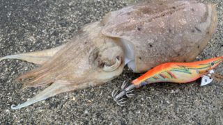 海外通販で釣具